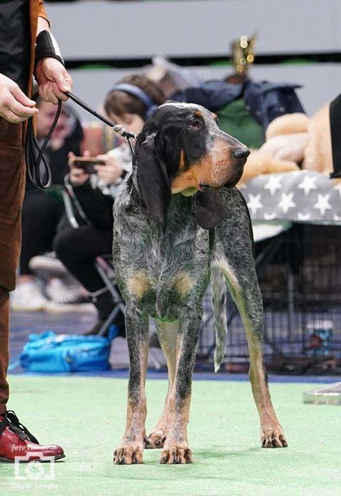 Duży Gończy Gaskoński jak Bloodhound i Bracco italiano ZKwP FCI