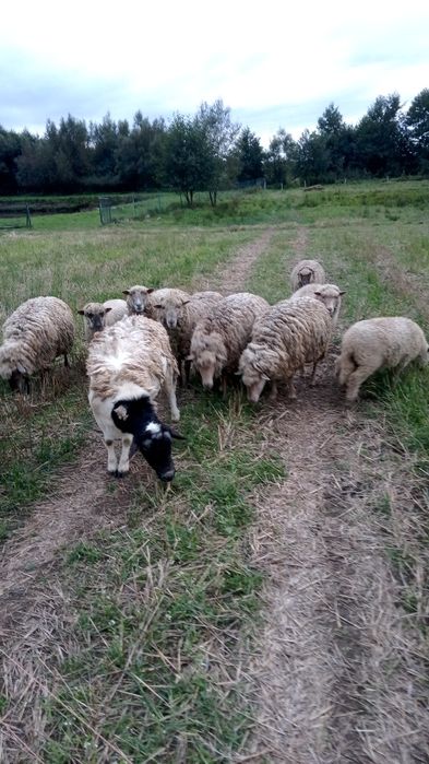 Продам вівці різного віку