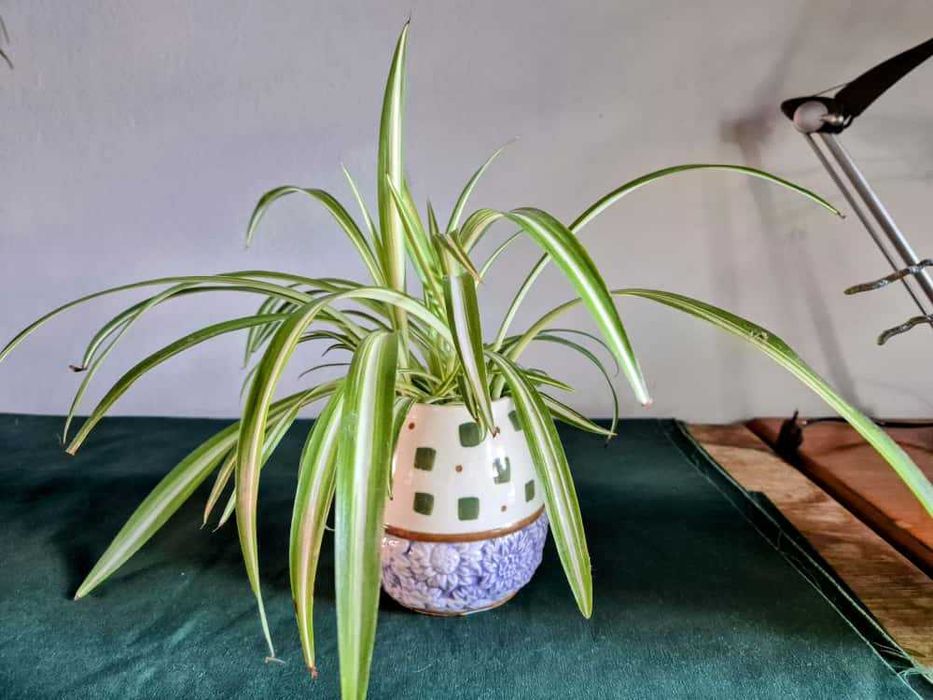 Zielistka kwiatek razem z doniczką