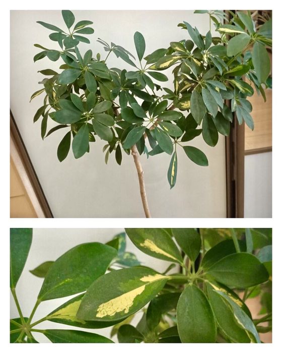 Драцена трехцветная комнатная пальма моргината шефлера вариегатная