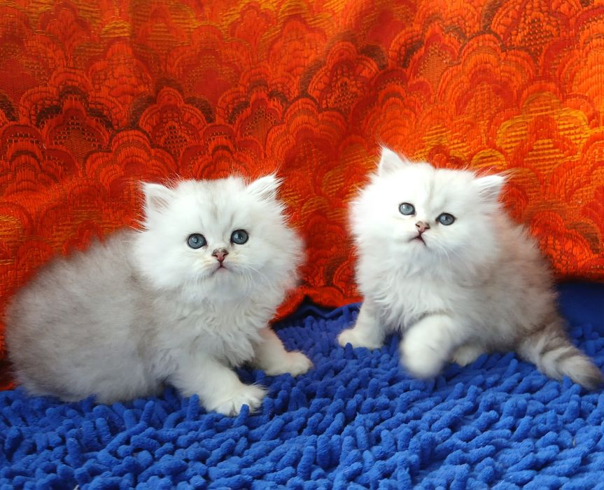 Серебристая шиншилла длинношерстные британские