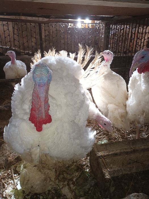 Indyki Brojlery do ubicia