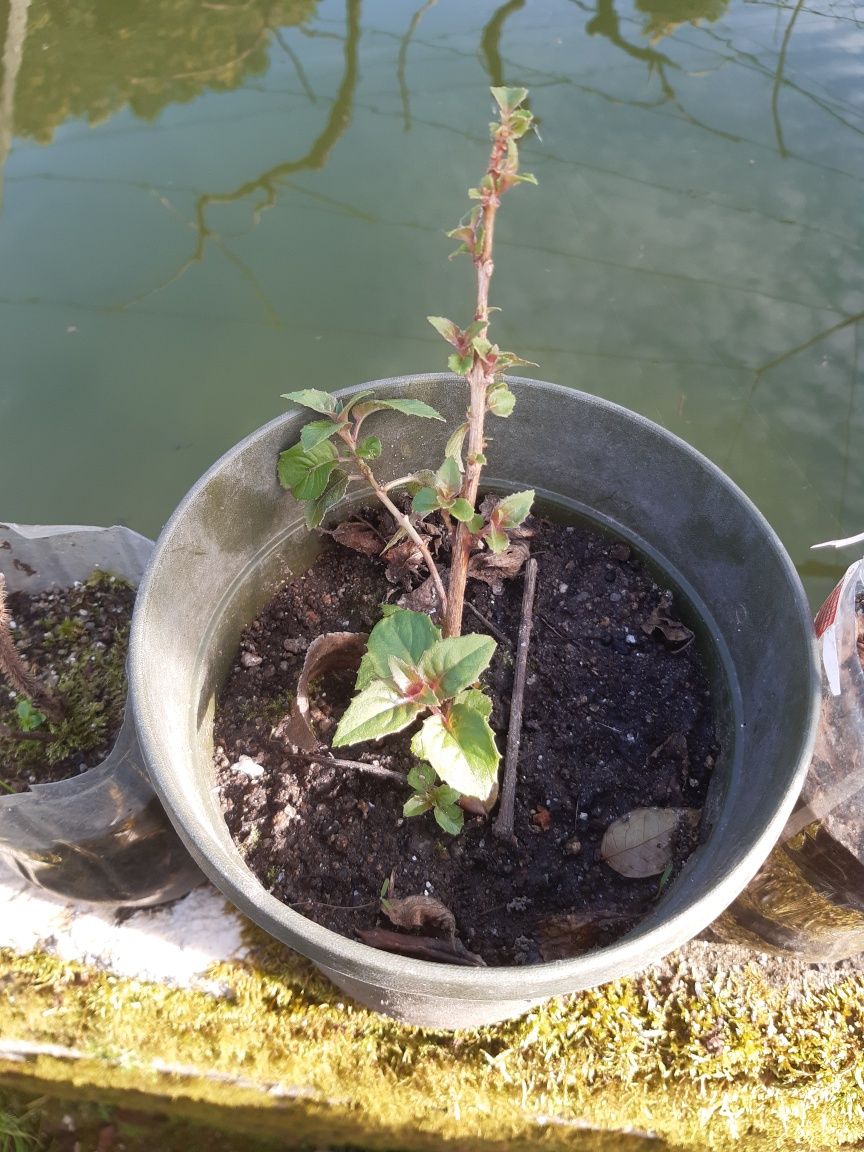 Planta de  flor de brinco de princesa