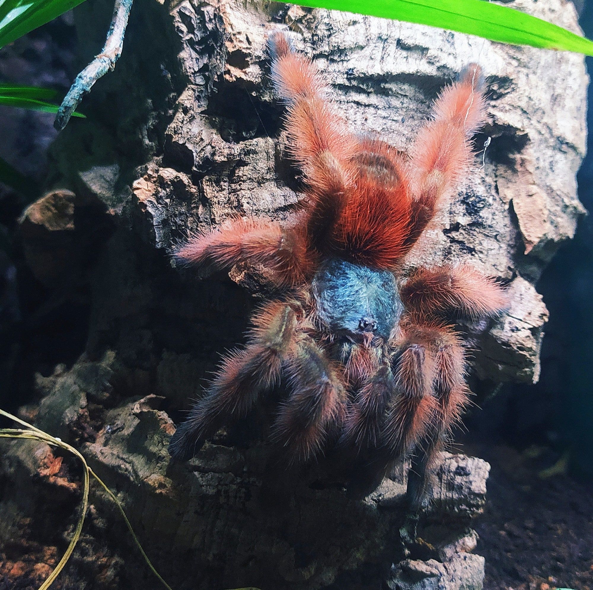 Caribena Versicolor , Avicularia, Pająki, Ptaszniki