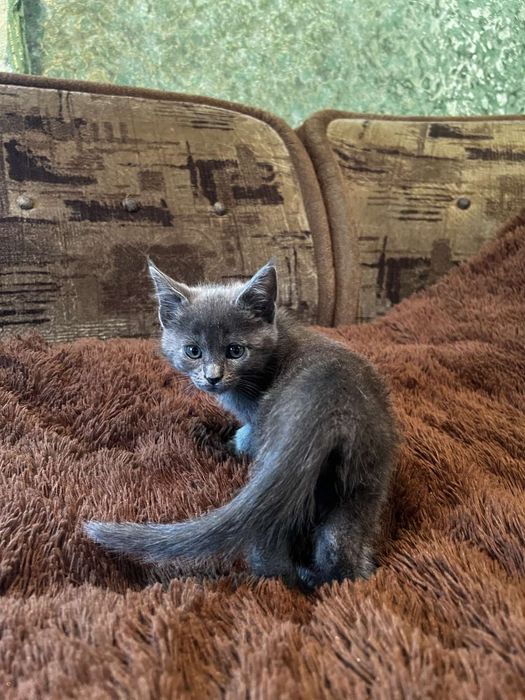 Мейкунята котята выбор