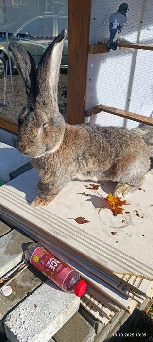 Samiec olbrzym belgijski rodowod
