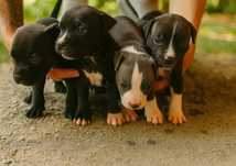 Amerykański Staffordshire terrier