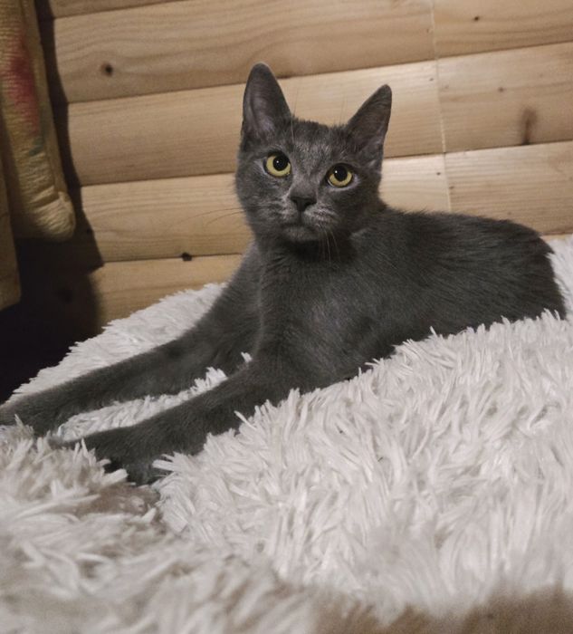 Котенок -девочка  метиска русской голубой ищет семью