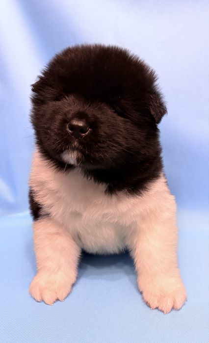 Akita Amerykańska piesek ZKwP /FCI