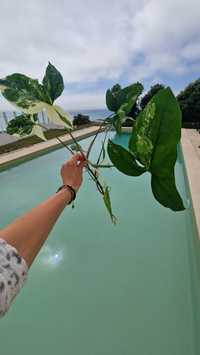 Syngonium Albo Variegata com 8 folhas.