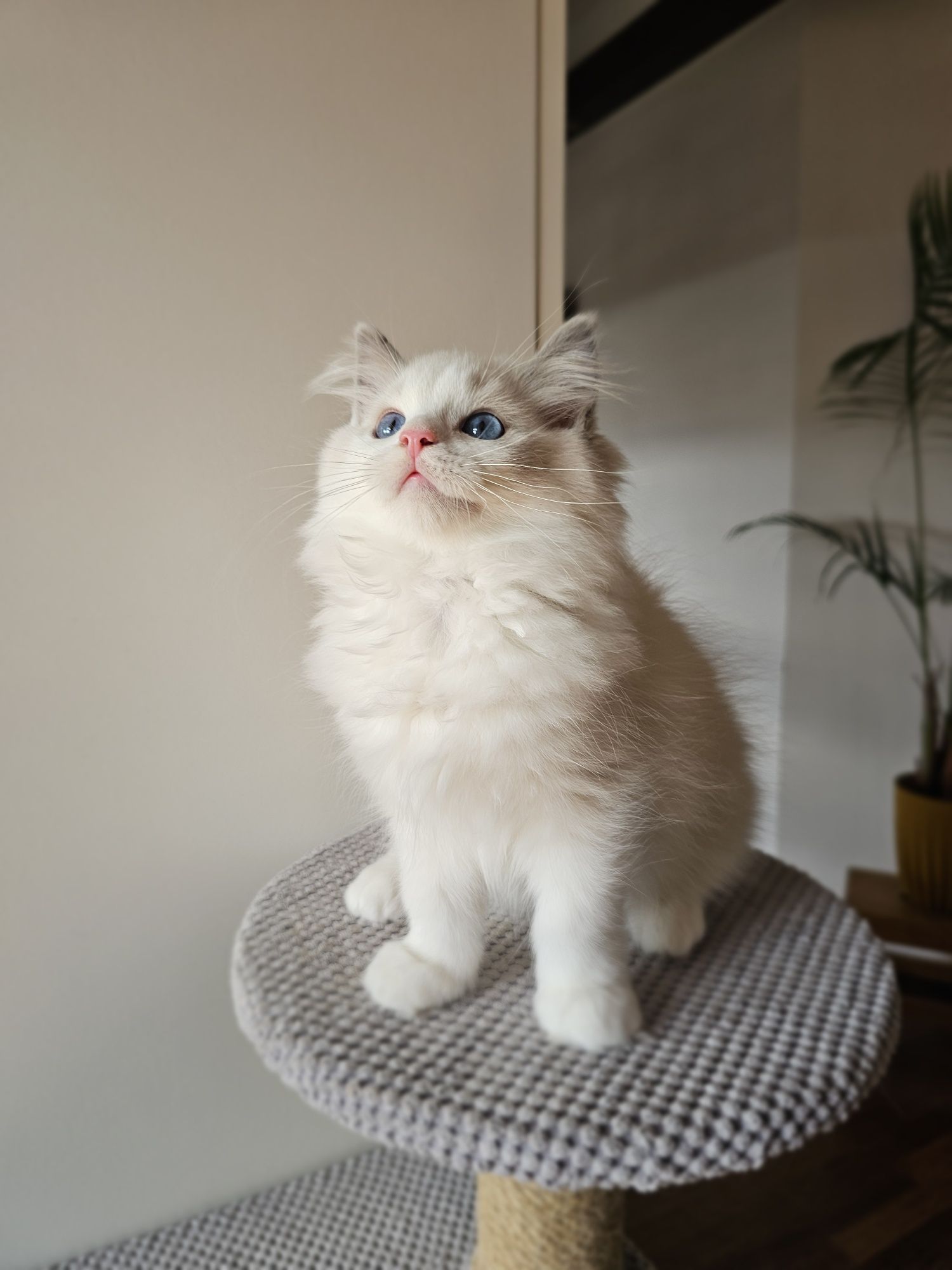 Ragdoll kocurek na kolanka
