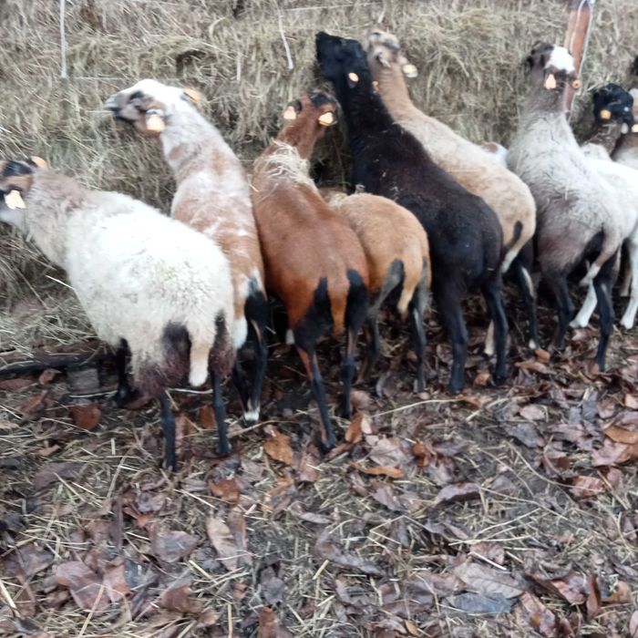 Owieczki mix dorper Kamerun.