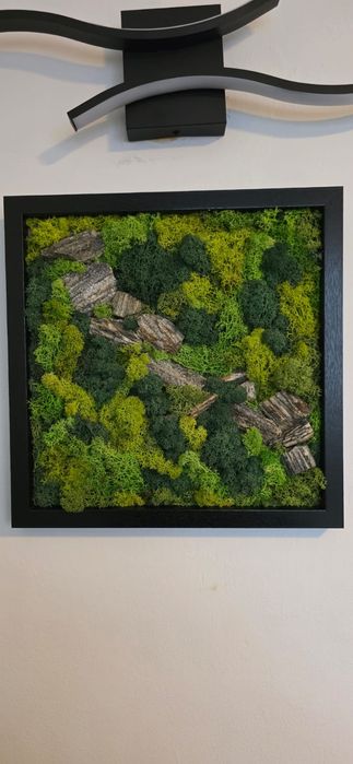 Żywy obraz -mech chrobotek