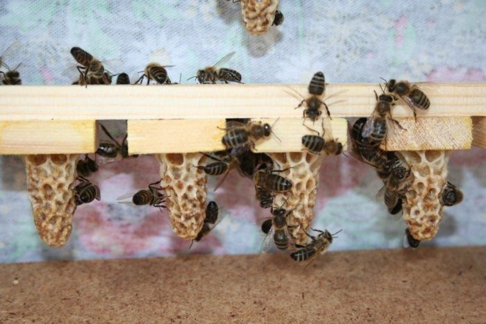 Плідна карніка Пешец, бджоломатки, пчеломатки.бджоли.матка