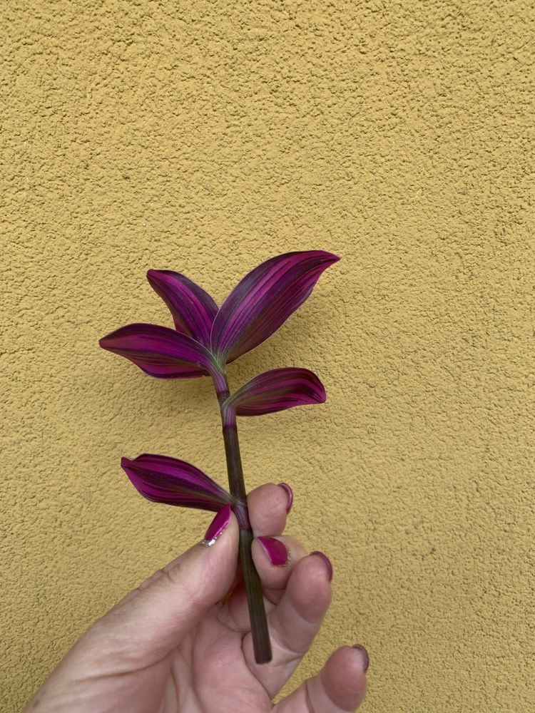 Tradescantia Nanouk szczepka