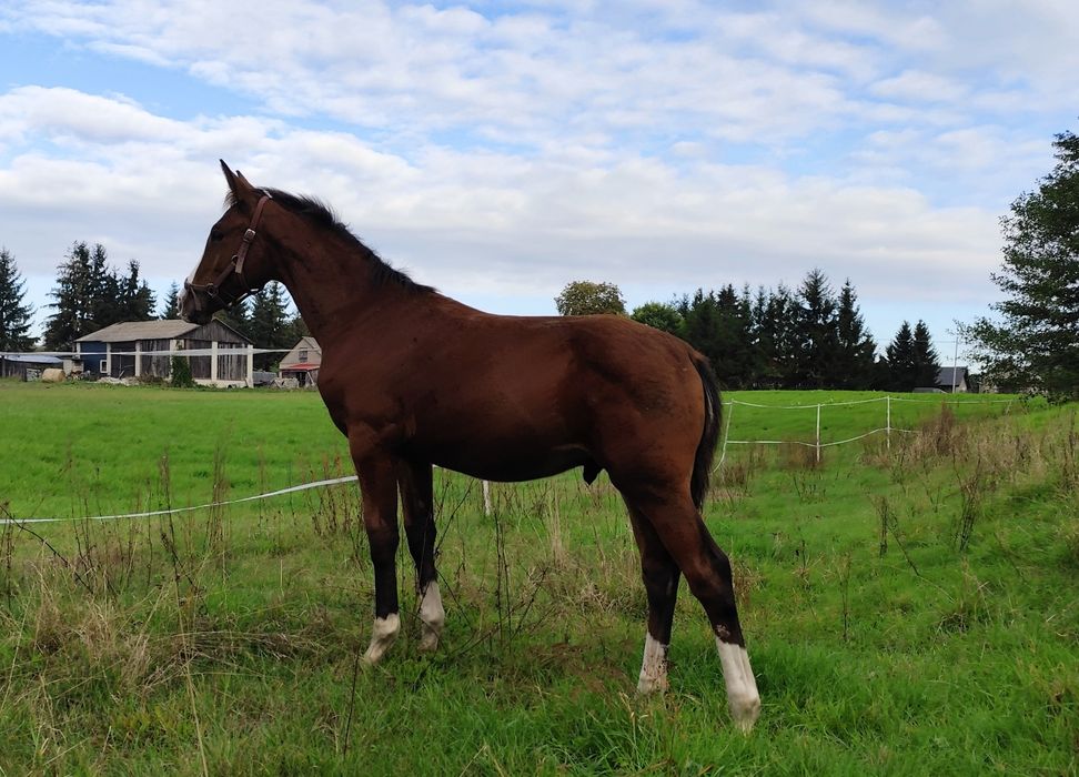 Ogierek AES po Floridos S/Nevados, do sportu/ambitnej rekreacji
