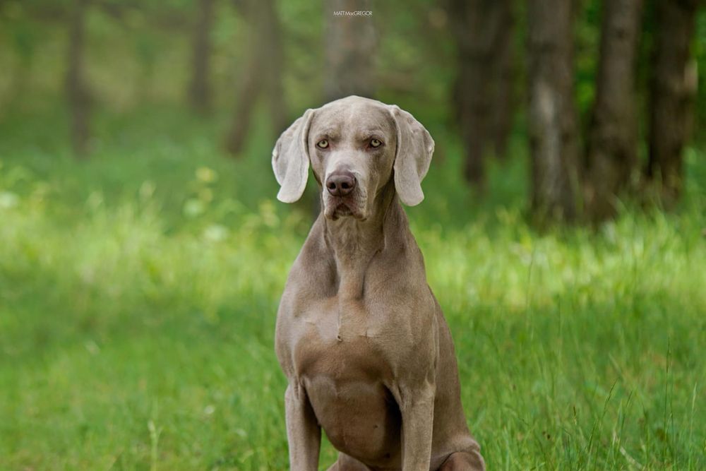 Wyżeł weimarski krótkowłosy Zkwp FCI suczka - gotowa do odbioru
