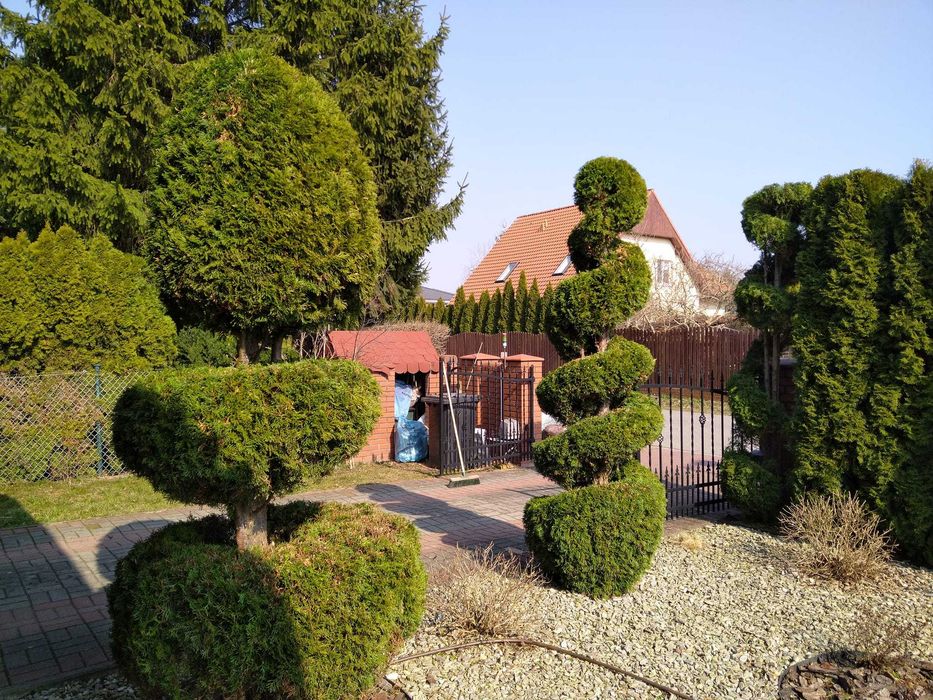 Karczowanie działek, wycinki, usługi rębakiem, porządkowanie działek