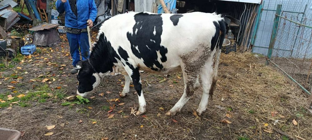 Продаю Теличку четвертий місяць тільності