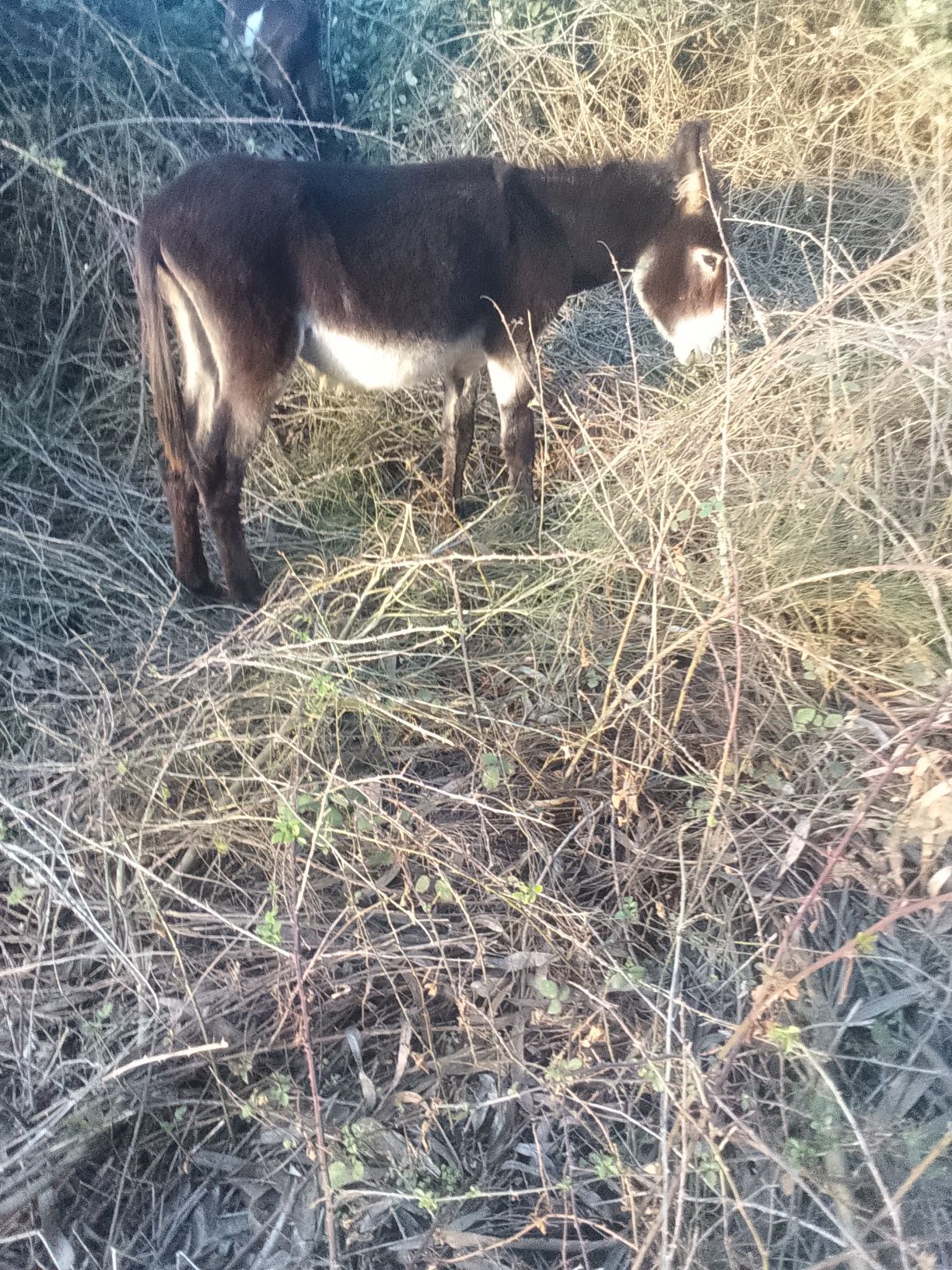 Burro mirandês muito meigo