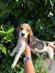 Beagle espetacular