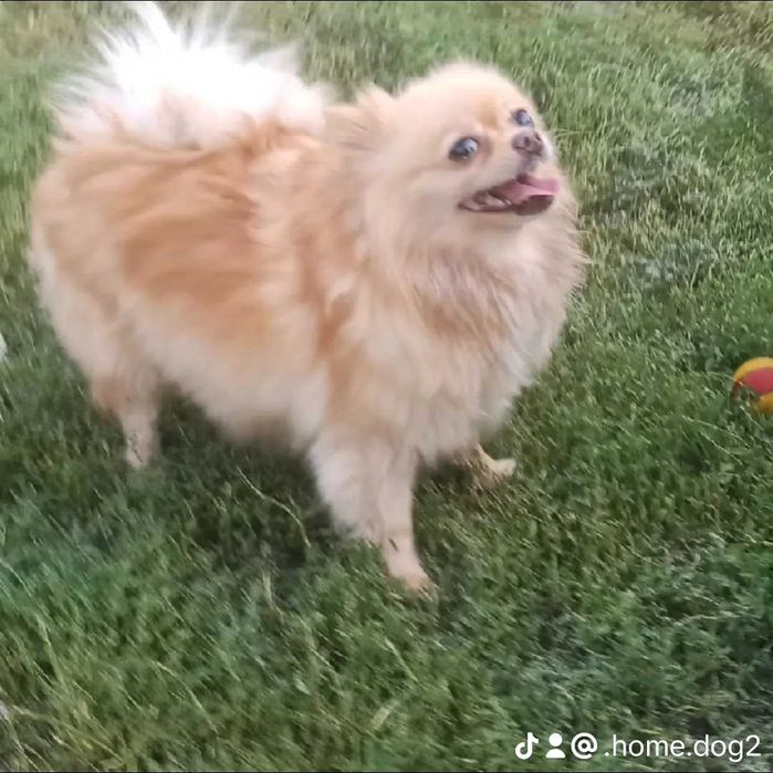 Шпіц дівчинка 5 р.