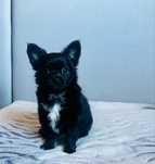 Chihuahua długowłosa