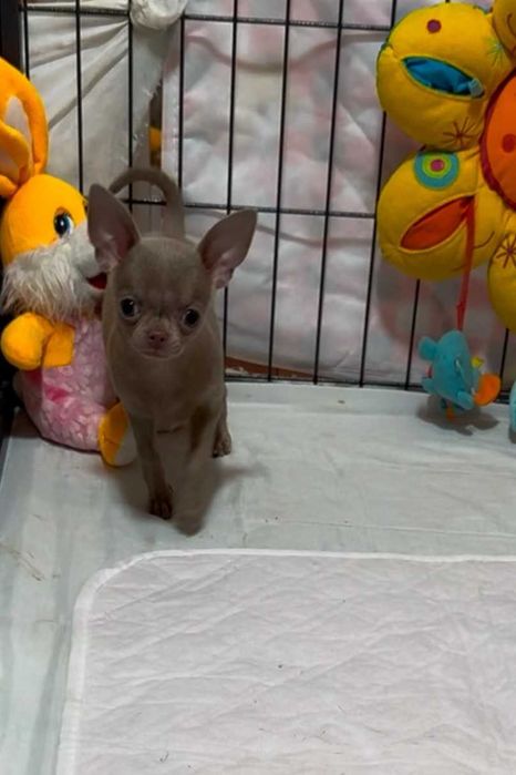 Лиловая девчонка чихуахуа.