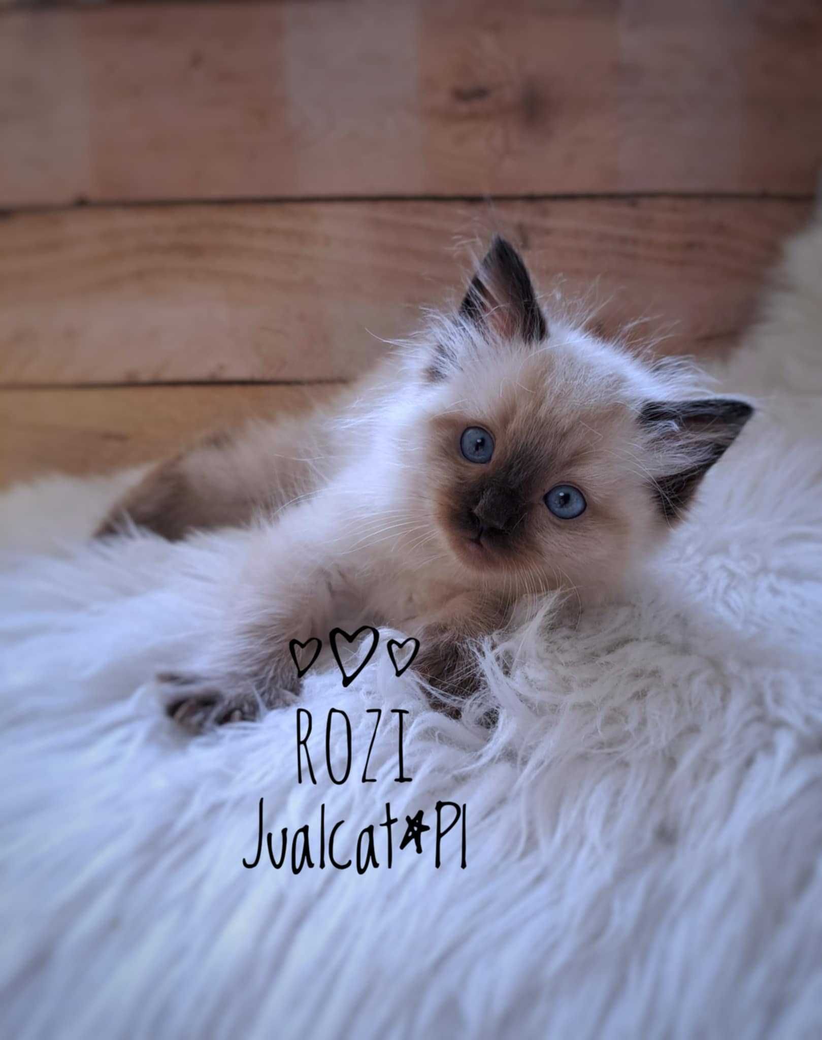 RAGDOLL Kotka seal colorpoint Rag n Rodówod FPL