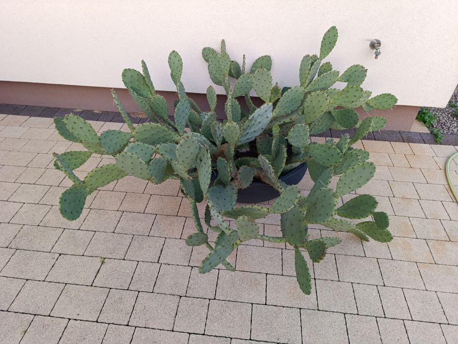 Opuncja - duży kaktus