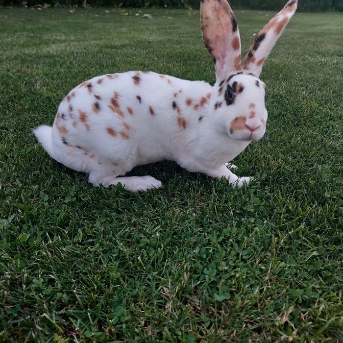 Кролики рекс триколор