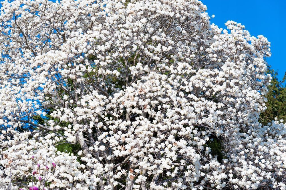 Magnolia japońska (Magnolia kobus) Doniczka 2.5L