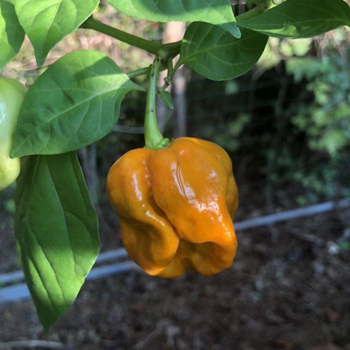 Sementes das Pimentas/Malaguetas/Piri-Piris mais picantes do mundo