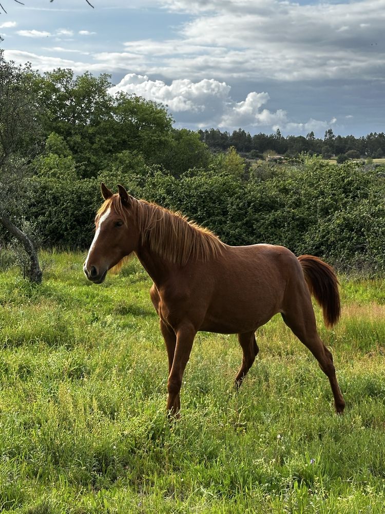 Poldra Puro Sangue Lusitano