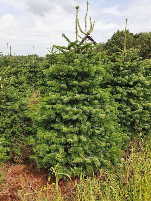 Jodła Kaukaska cięta lub w donicy 200 - 250 cm Premium / TuChoinki.pl