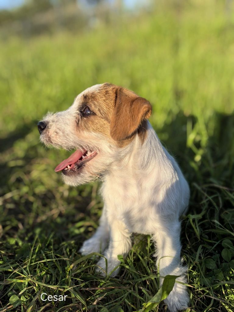 Jack Russell Terrier