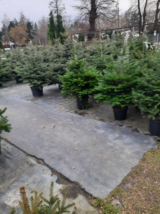 Choinki jodła kaukaska świerk srebrny pospolity cięta w donicy od 30zł