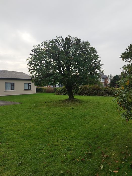 Wycinka drzew , pielęgnacja ogrodów ,koszenie traw