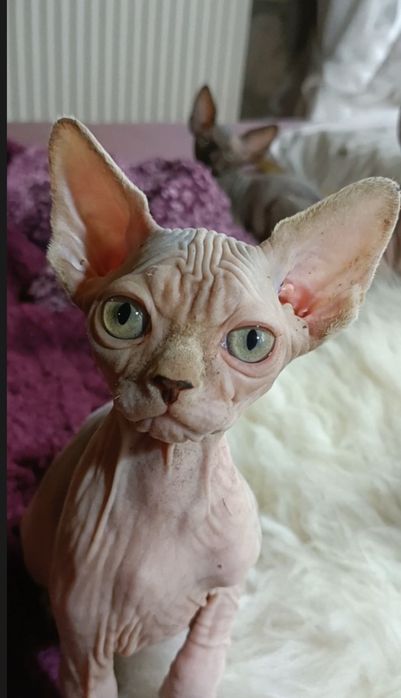 Dziewczynka o nietypowej urodzie