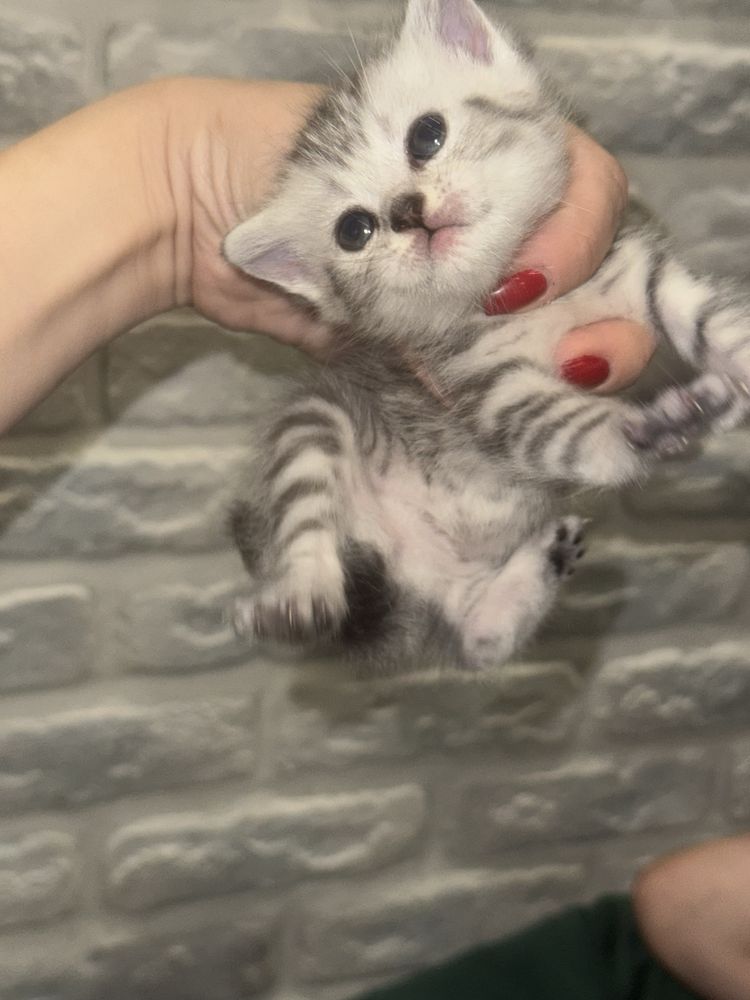 Кошенята шотландські Скотіш страйт