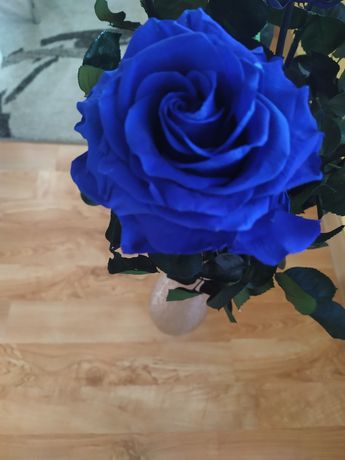 Wieczna róża niebieska
