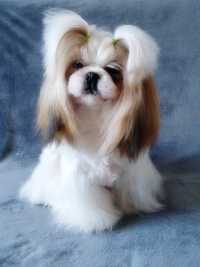 Shih Tzu suczka z rodowodem FCI ZKwP