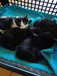 Gatos para adoção