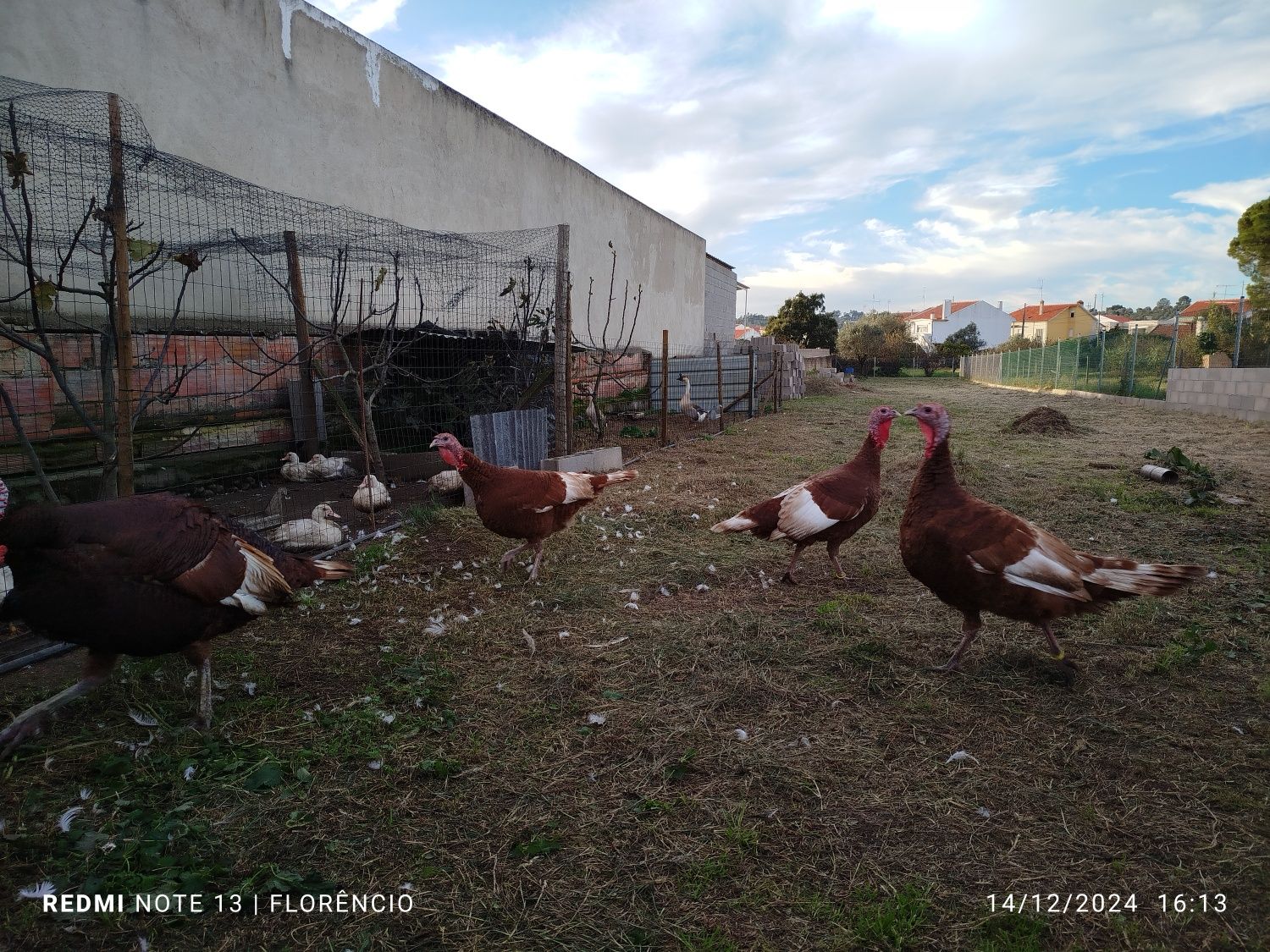 Ovos de peru red bourbon - disponíveis