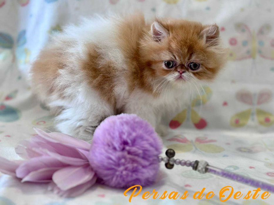 GATO PERSA Bicolor Vermelho pelo Longo