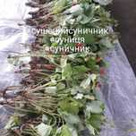 Сушена чорниця,брусниця,лохина,вишня,смородина,айва