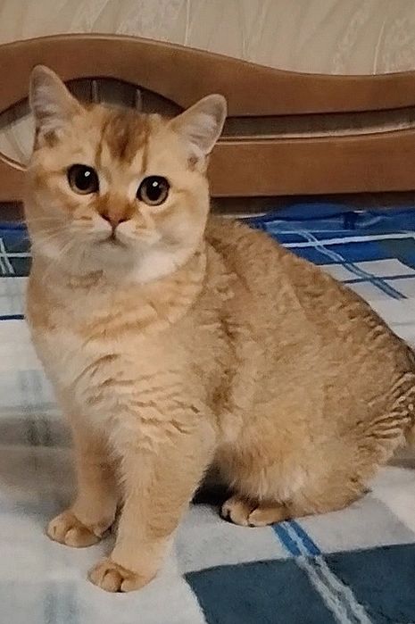 Шотландский мальчик. Золотой красавчик!