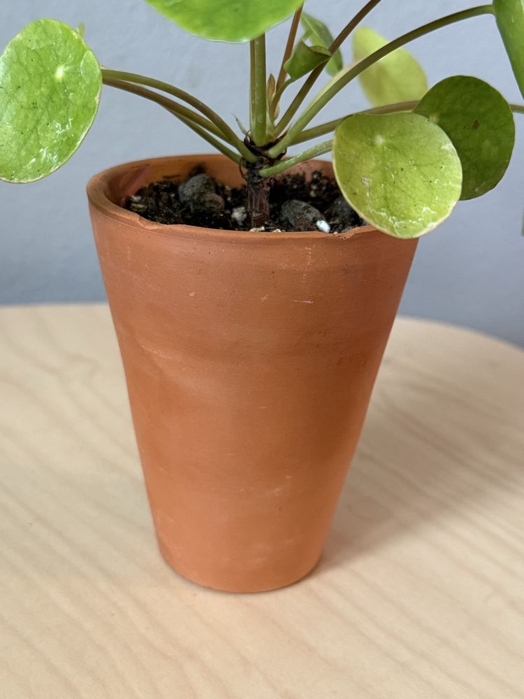 Pilea peperomioides - pieniazek w glinianej doniczce