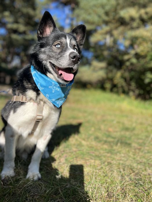 Mały książę Maksymilian o błękitnych oczach szuka swojego królestwa