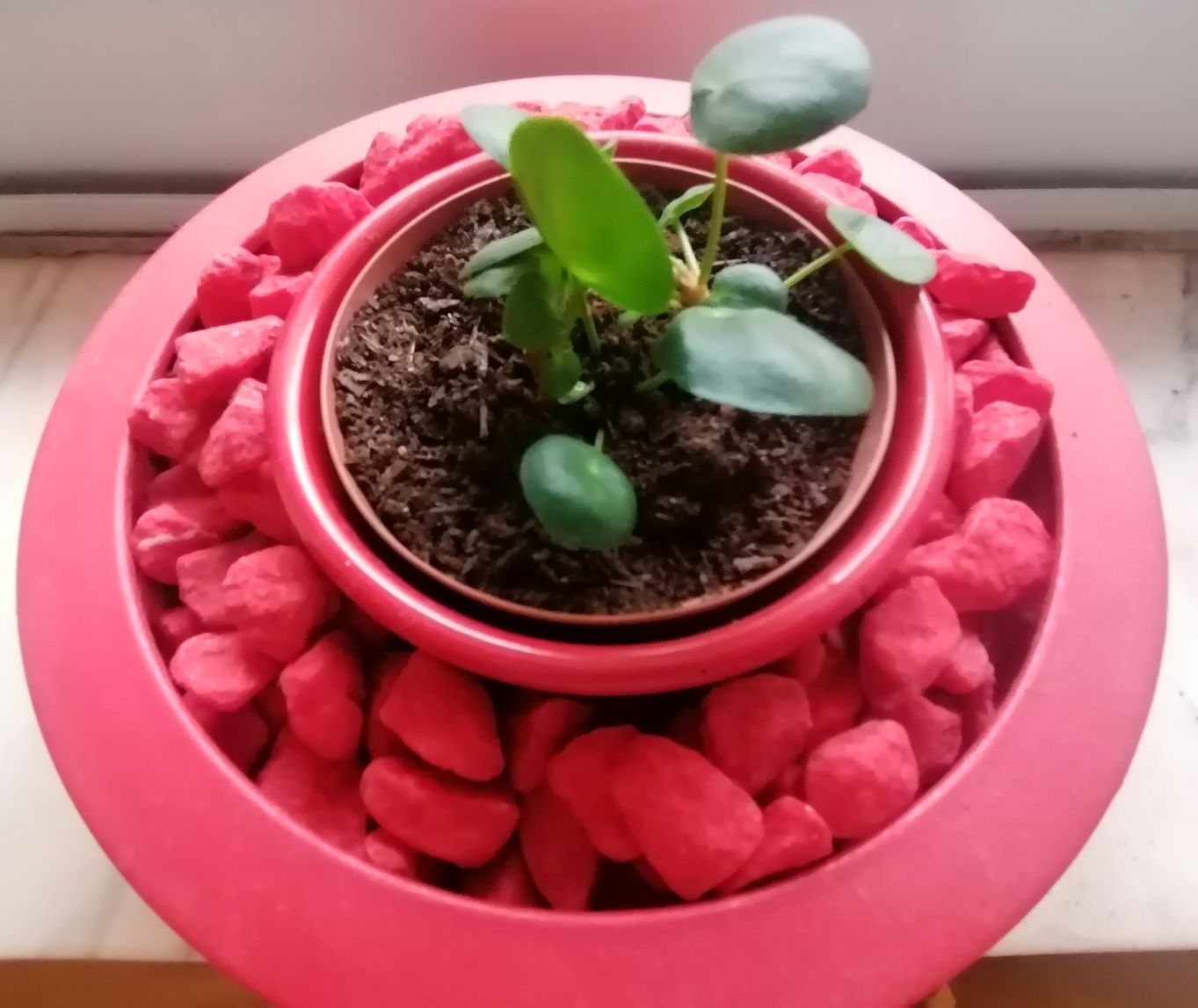 Pilea peperomioides variegata | Planta Chinesa do Dinheiro